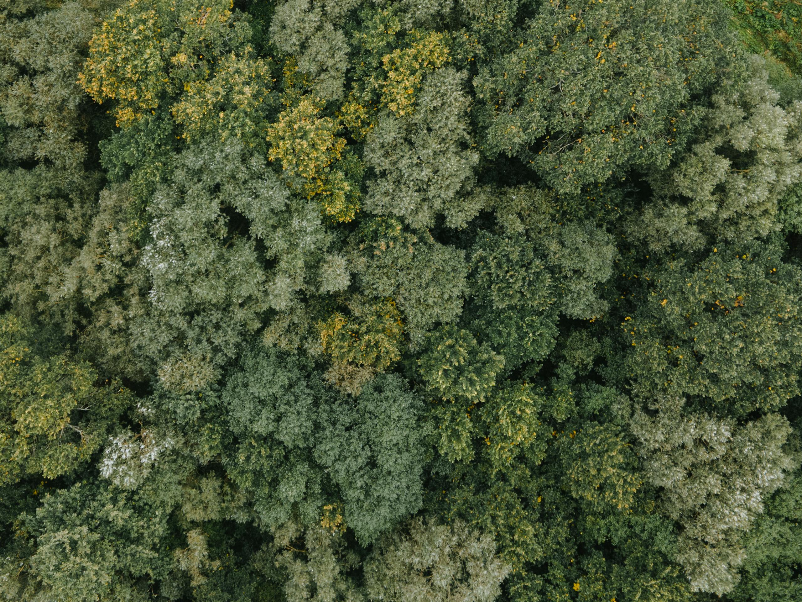 Stunning aerial shot showcasing the dense, verdant canopy of a forest from above.