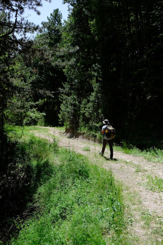 A lone hiker walking along a lush forest path, capturing a peaceful nature escape.