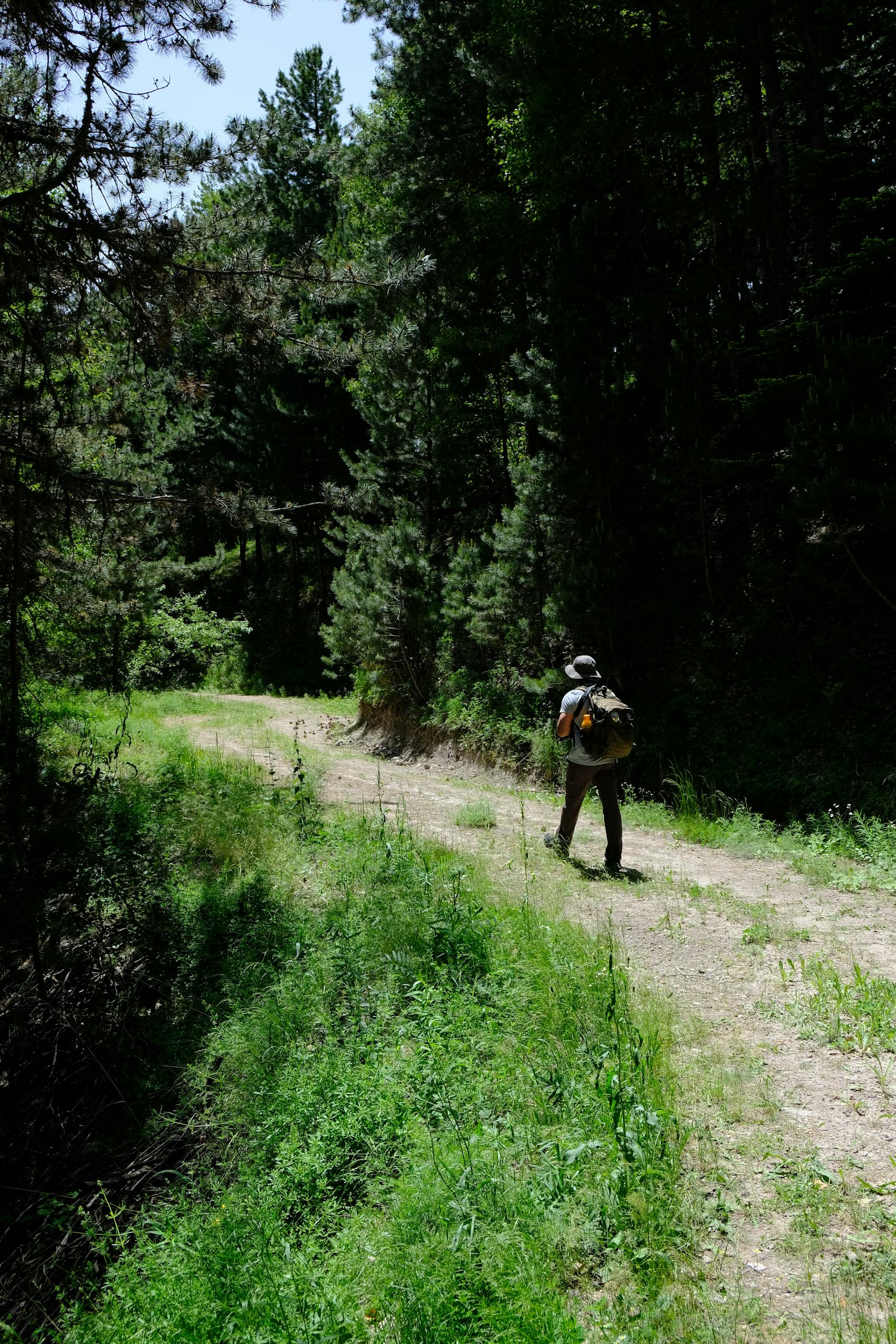 A lone hiker walking along a lush forest path, capturing a peaceful nature escape.